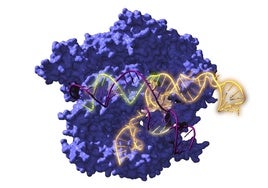 Los investigadores creen que el nuevo sistema es «más versátil que el complejo clásico CRISPR-Cas9» (en la imagen)