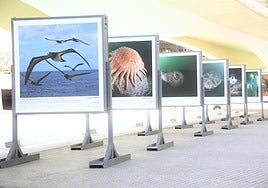 FOTOS | Llega a l'Oceanogràfic de Valencia la exposición 'Cambio global: océanos, 21 evidencias científicas'