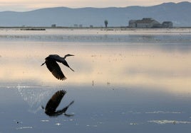 Un ave en la Albufera.