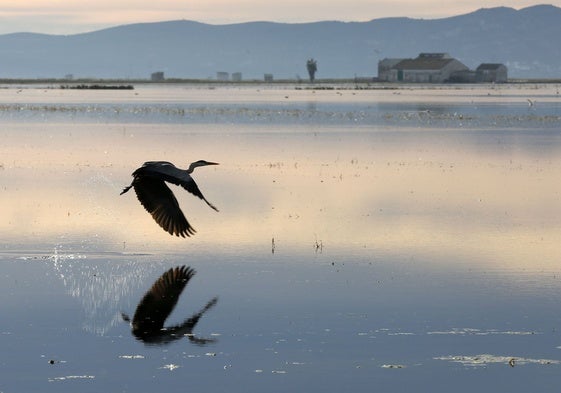 Un ave en la Albufera.
