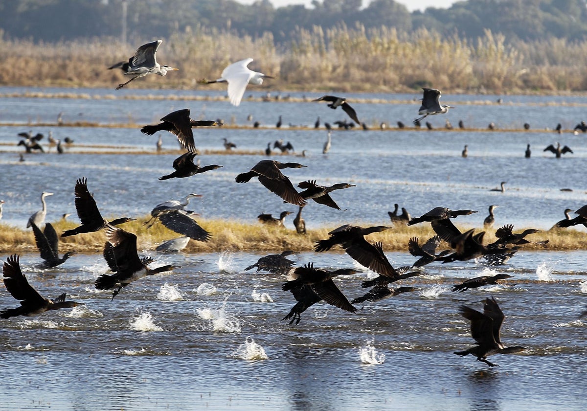 La cultura valenciana se vuelca con la campaña de apoyos en favor de la Albufera