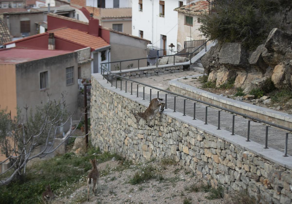 FOTOS | Las cabras montesas invaden Jérica