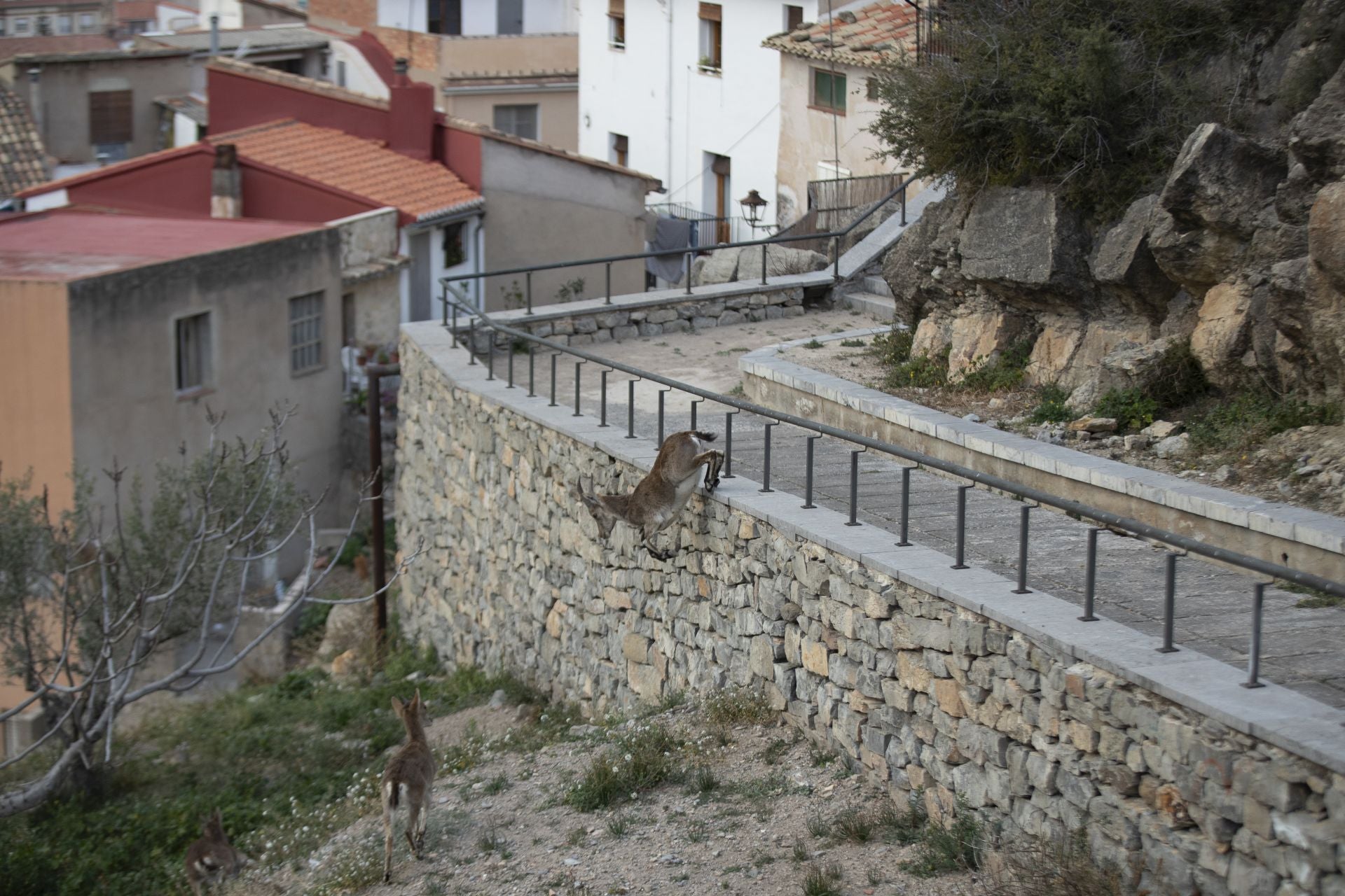 FOTOS | Las cabras montesas invaden Jérica