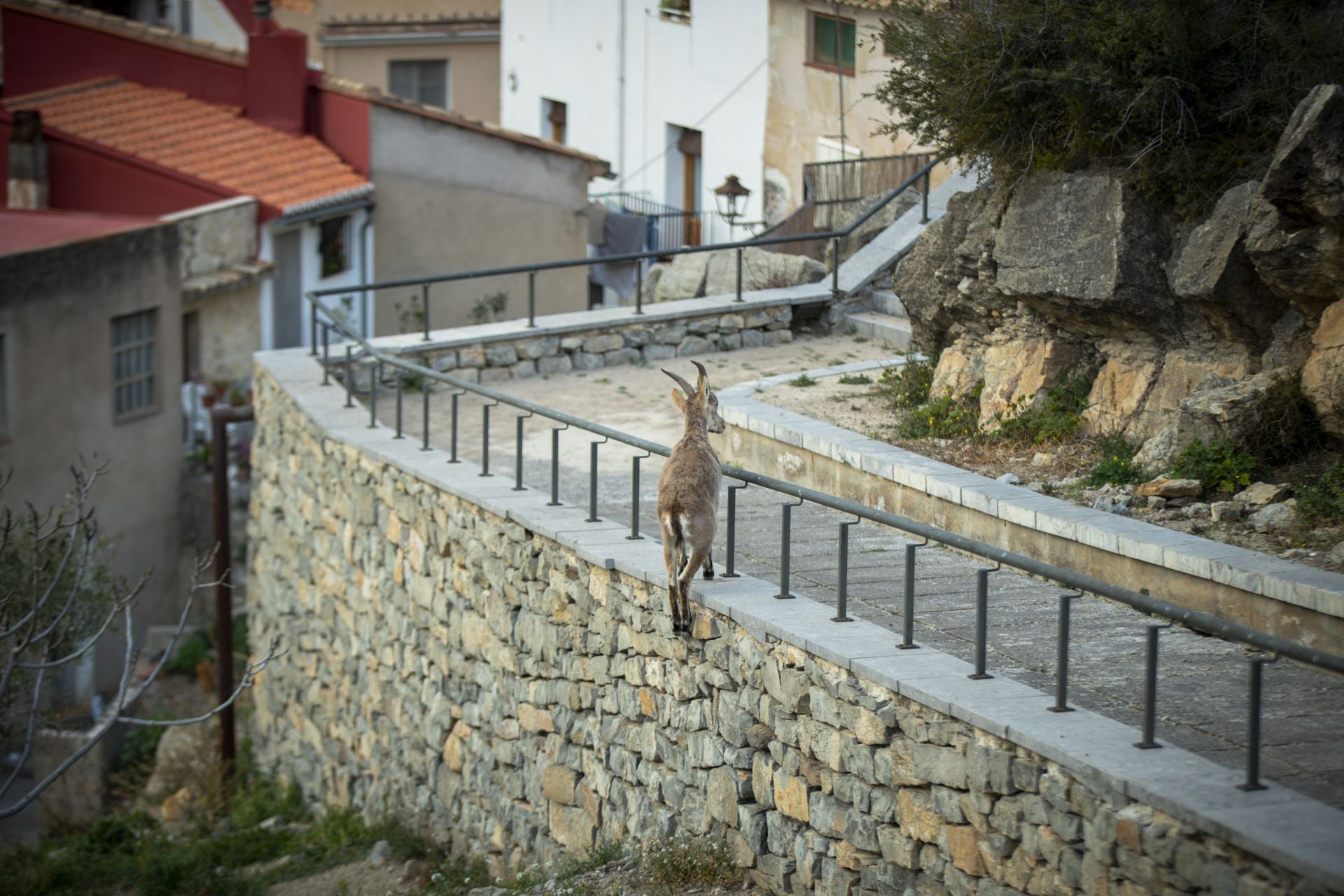 FOTOS | Las cabras montesas invaden Jérica