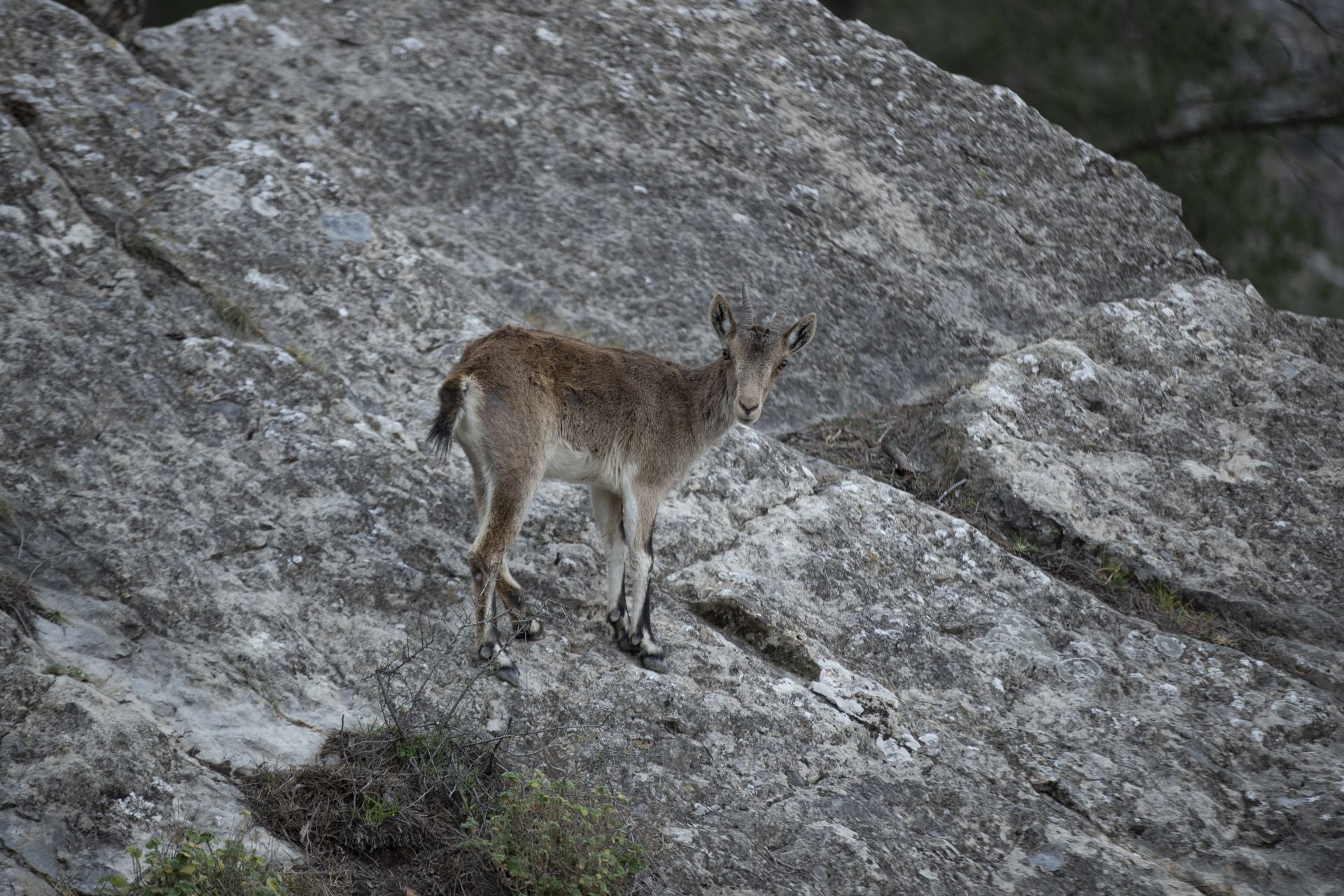 FOTOS | Las cabras montesas invaden Jérica