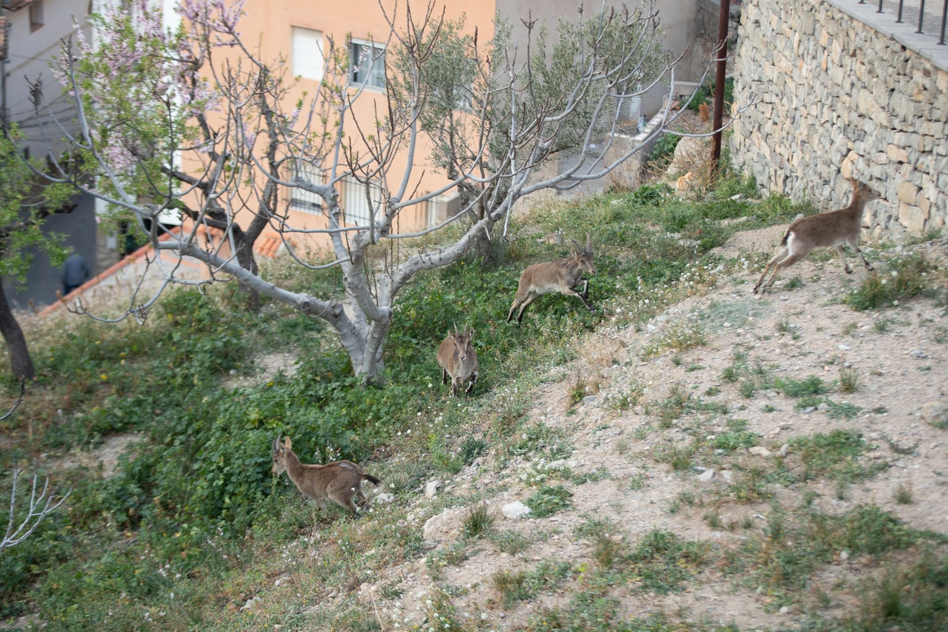 FOTOS | Las cabras montesas invaden Jérica