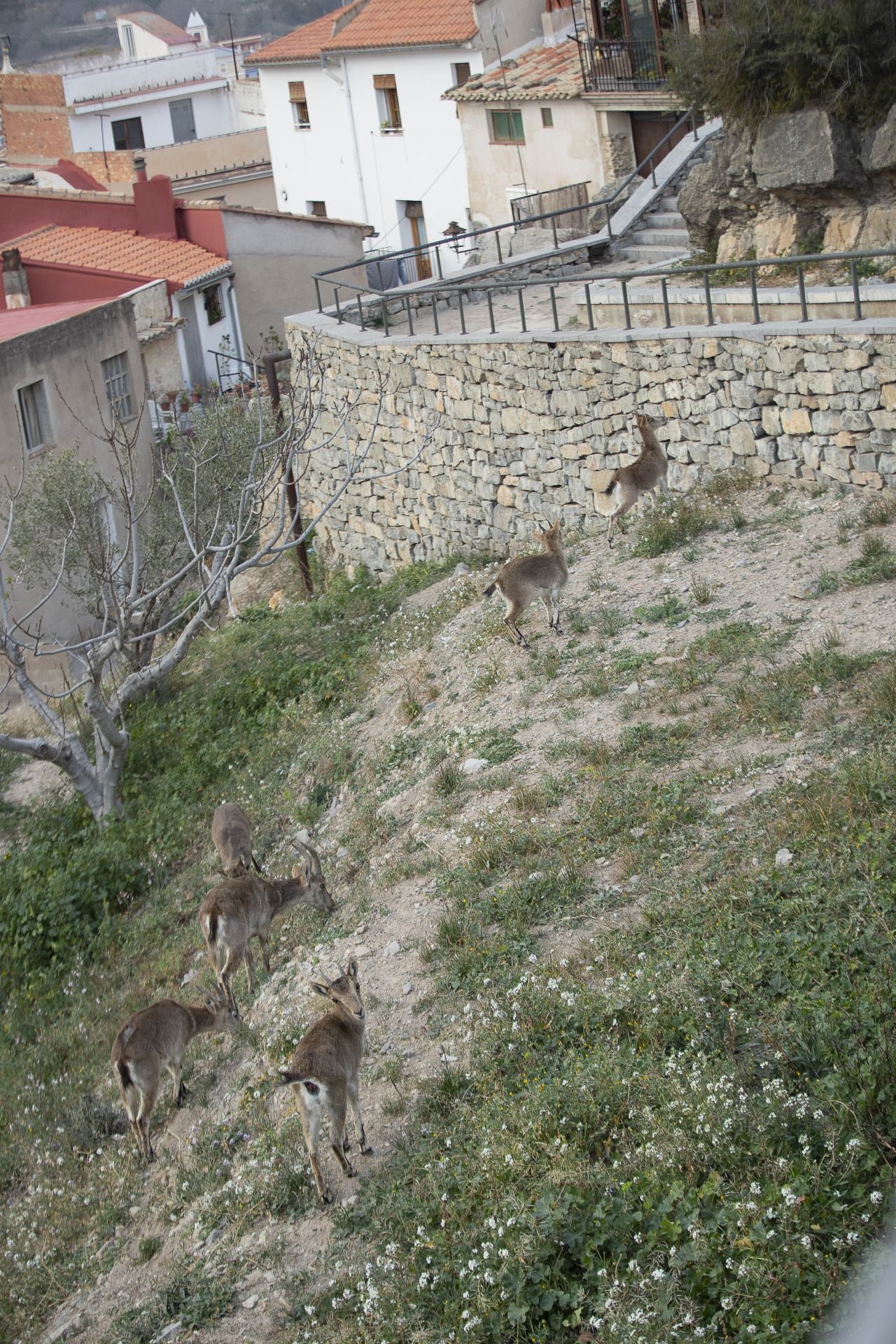 FOTOS | Las cabras montesas invaden Jérica