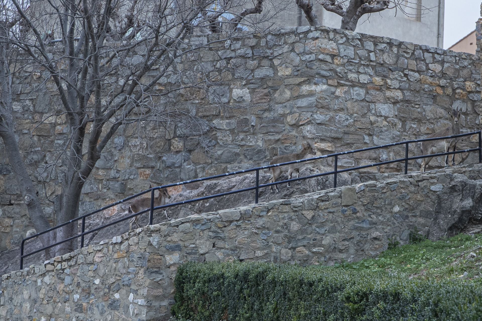 FOTOS | Las cabras montesas invaden Jérica