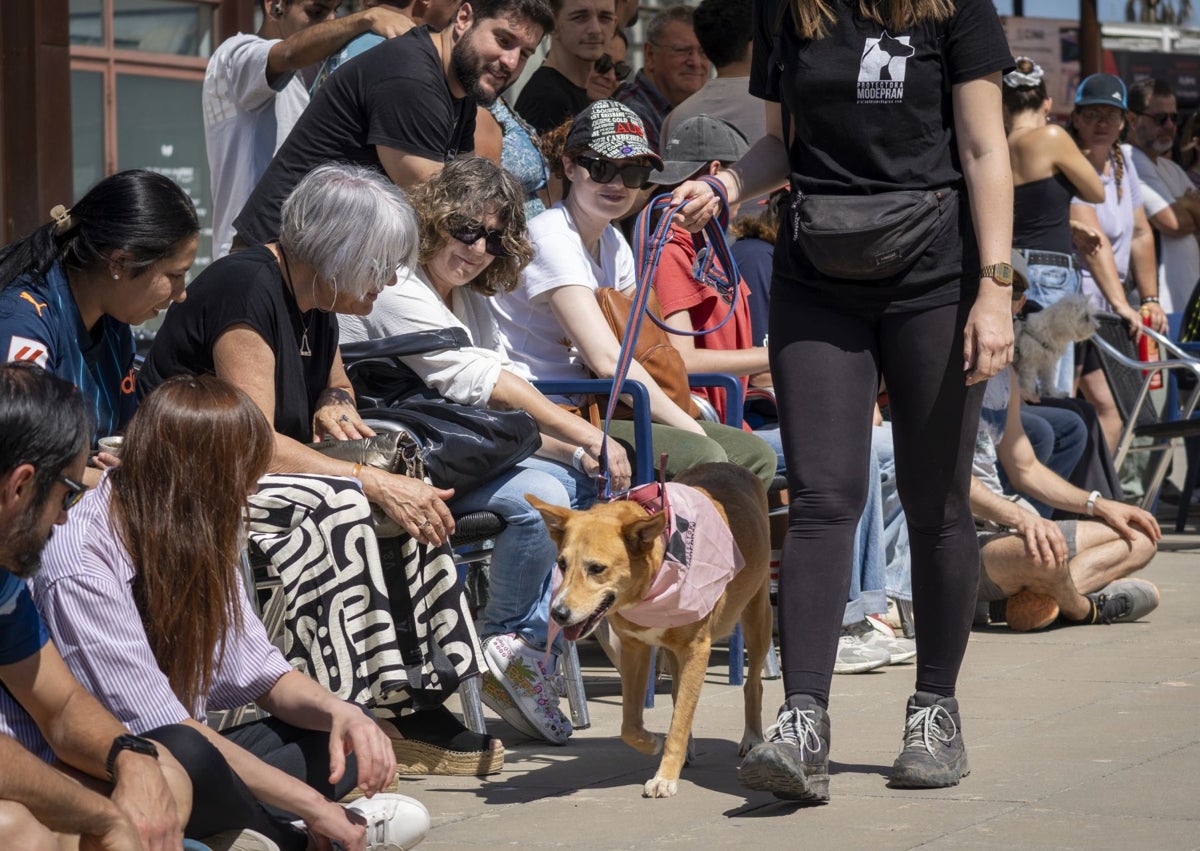 Imagen secundaria 1 - Teo, el perro que perdió a su familia por la dana