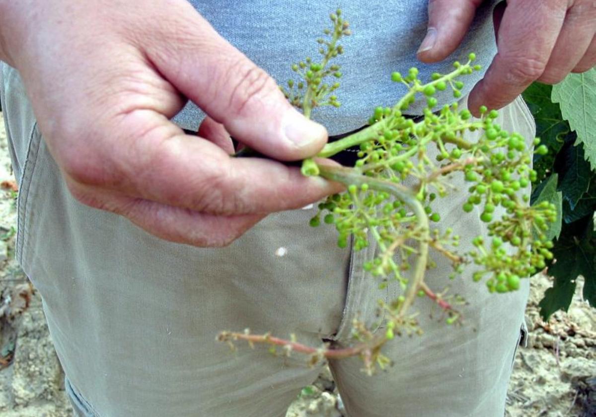 Los ataques de mildiu se apoderan de las viñas en gran parte de España
