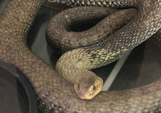 Ejemplar hallado en el interior de un coche en Valencia.