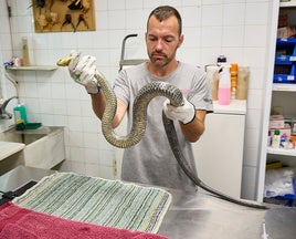 El veterinario Josep Lerma, con la culebra bastarda, en 'La Granja de El Saler', el Centro de Recuperación de Fauna de la Conselleria de Medio Ambiente.
