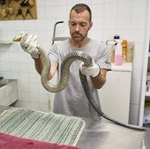 El veterinario Josep Lerma, con la culebra bastarda, en 'La Granja de El Saler', el Centro de Recuperación de Fauna de la Conselleria de Medio Ambiente.