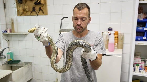 El veterinario Josep Lerma, con la culebra bastarda, en 'La Granja de El Saler', el Centro de Recuperación de Fauna de la Conselleria de Medio Ambiente.