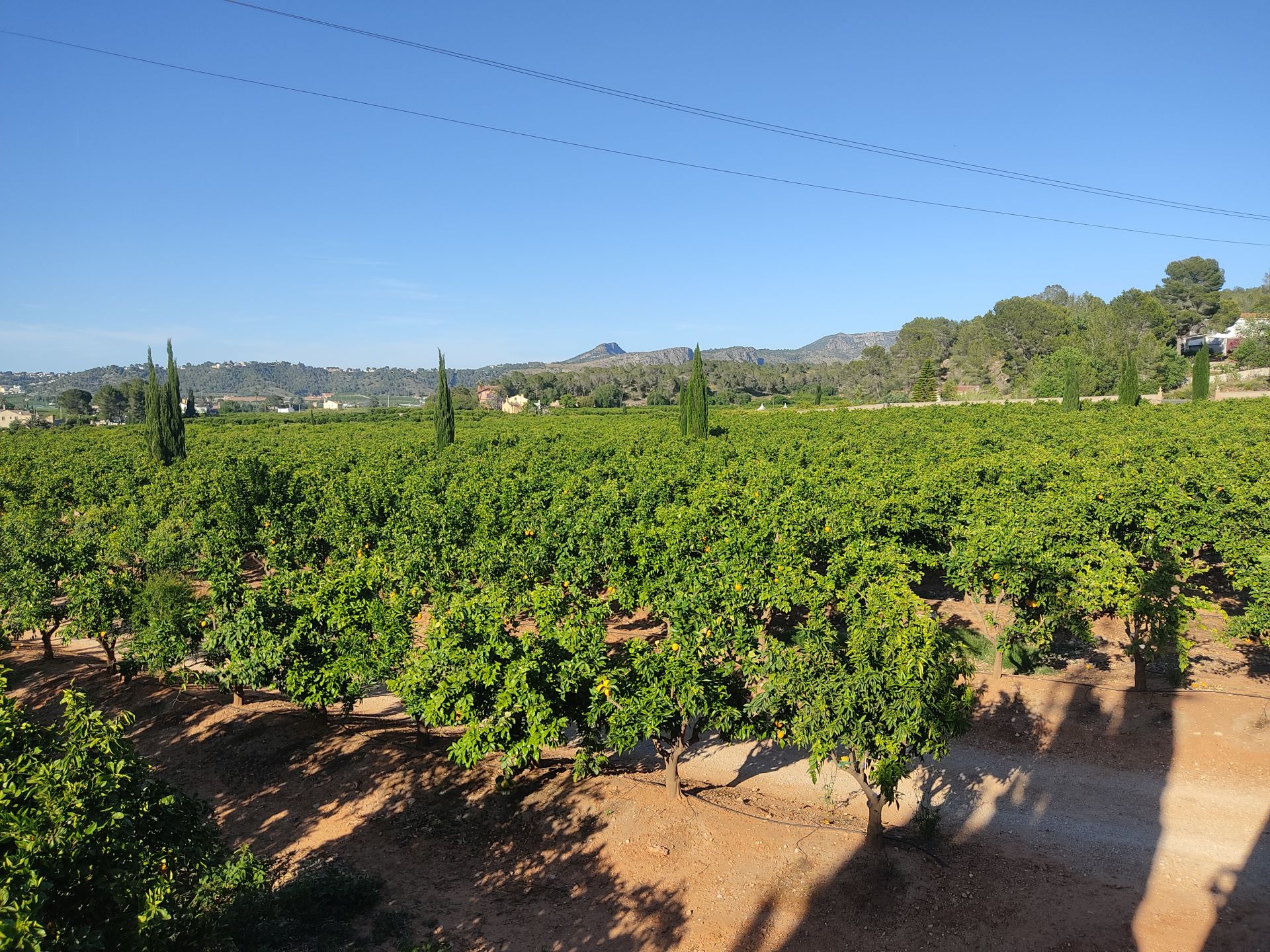 Imagen principal - Aprender a preparar vermut en un huerto monumental de Carcaixent
