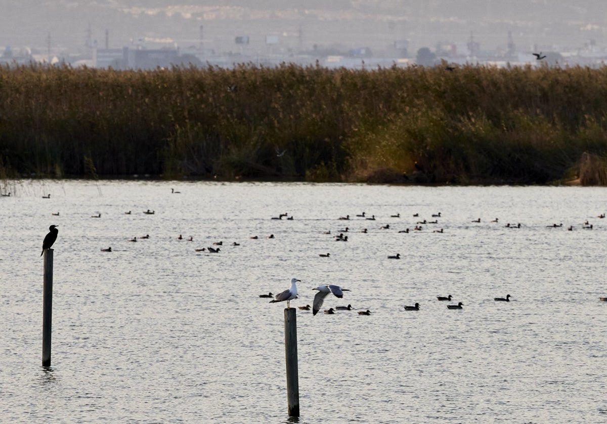 Valencia destina la fusión de dos fundaciones a crear un ente para impulsar la Albufera | Las Provincias