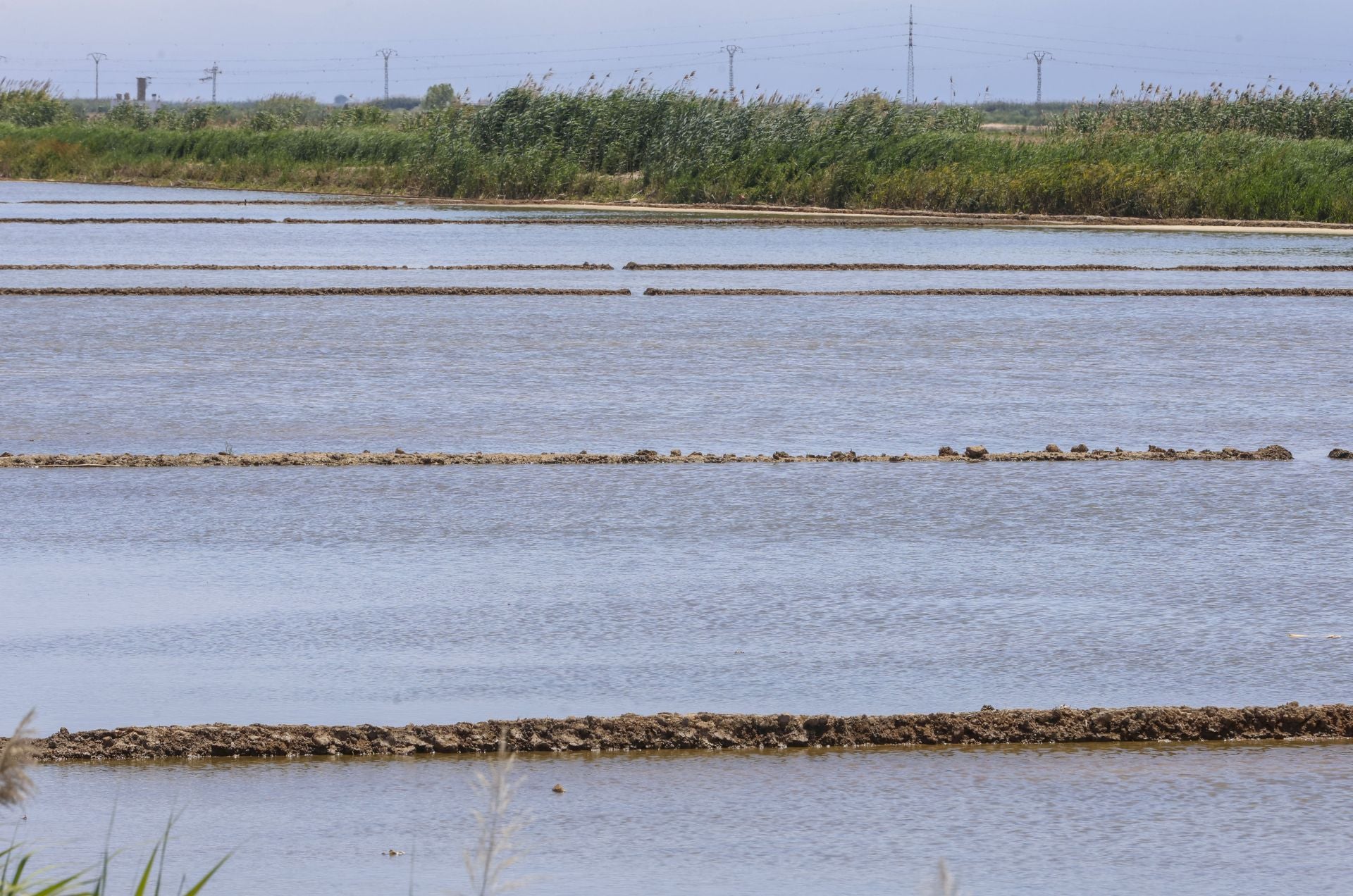 Campos de arroz del parque de la Albufera inundados para la siembra.