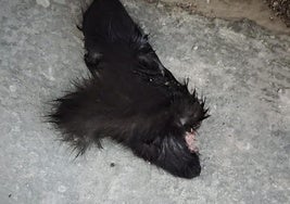 Una de las partes del gato que apareció en Polinyà.