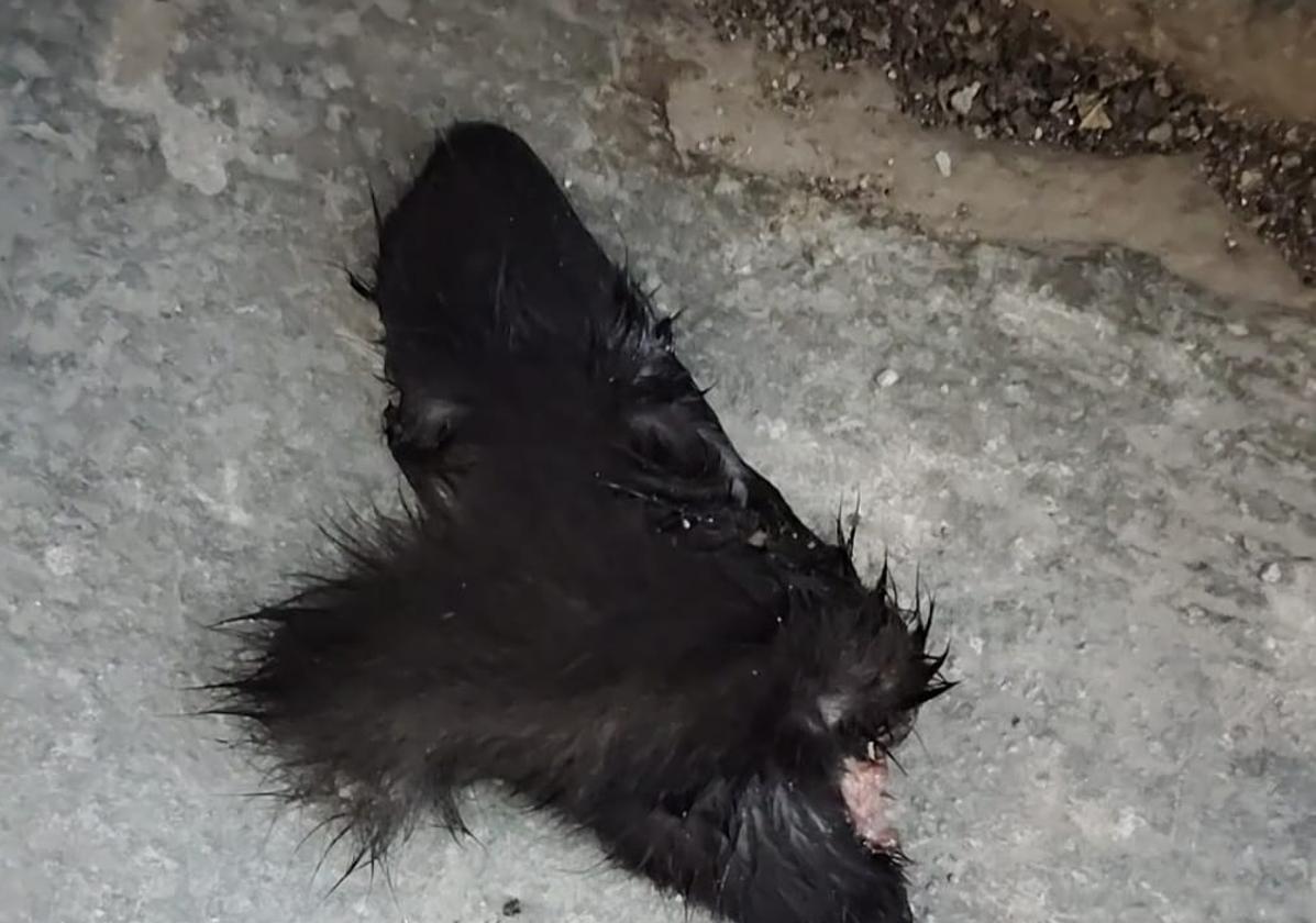 Investigan el descuartizamiento de un gato en polinyà | las provincias