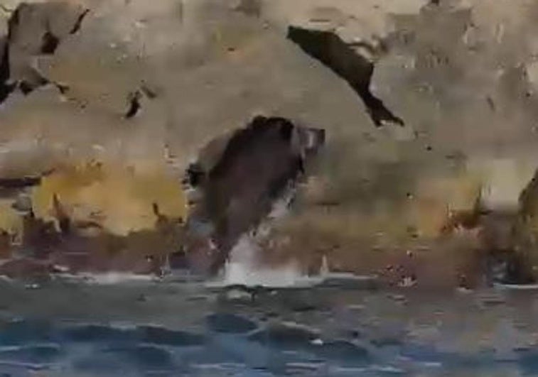 Jabalí bañándose en el mar.