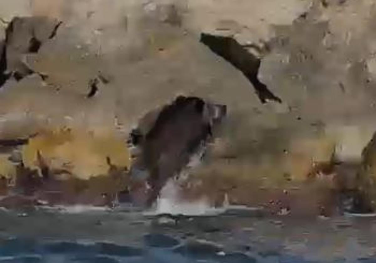 Aparecen jabalíes bañándose en el puerto de Dénia