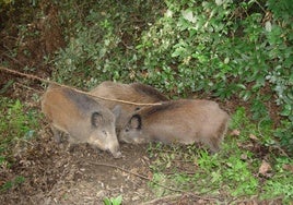 Unos jabalíes en el campo.