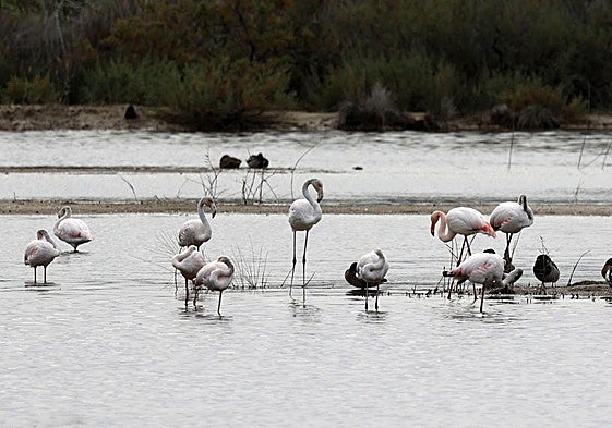 Unas aves en el parque natural de la Albufera.