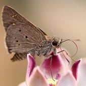 Una polilla en una imagen de archivo.