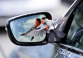 Un pájaro reflejado en el retrovisor de un coche.