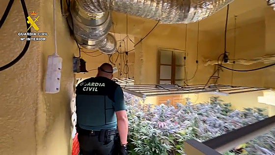 La Guardia Civil desmantela una docena de plantaciones de marihuana en la Ribera Alta