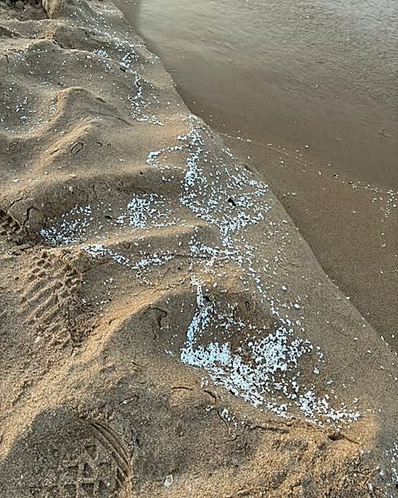 Las playas de Gandia, Guardamar, Piles, Miramar, Bellreguard, Oliva y Daimús, afectadas por el vertido de un material desconocido