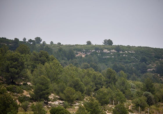 Vista de una superficie forestal en Yátova.