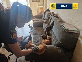 Los animales en un sofá de la vivienda.