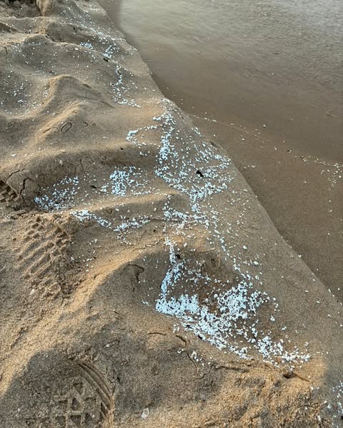 Cinco pueblos de la Safor cierran sus playas tras hallar un material desconocido en la arena