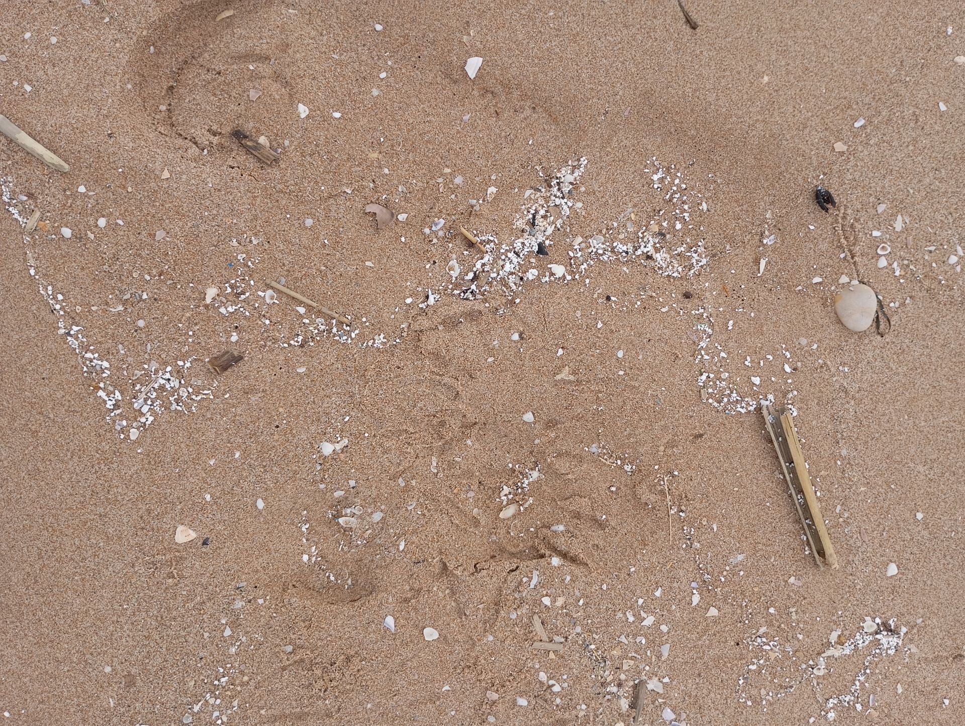 Siete playas de la Safor siguen cerradas a la espera de los resultados de los análisis del vertido