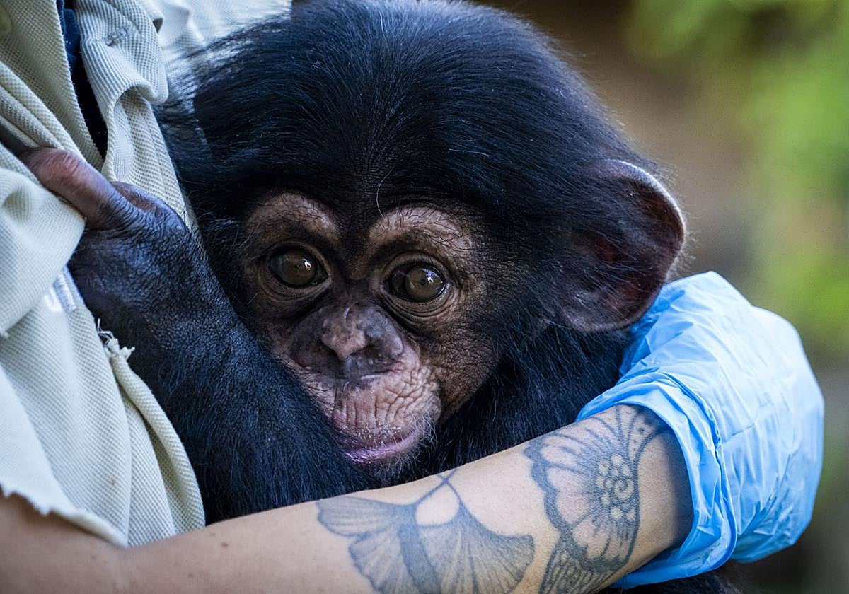 Así es Ekon, el bebé chimpancé nacido en Bioparc Valencia