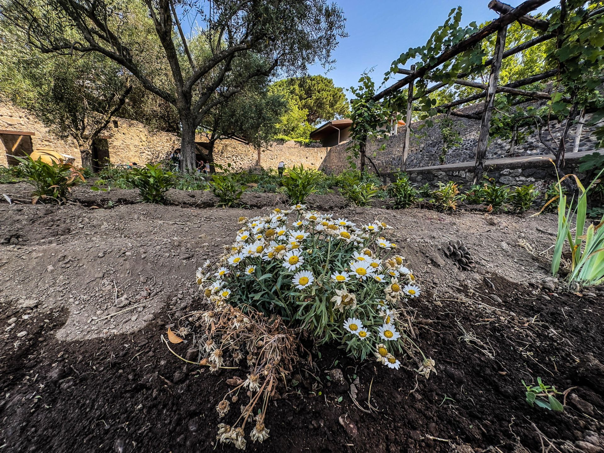 Renace la Casa Jardín de Hércules en Pompeya
