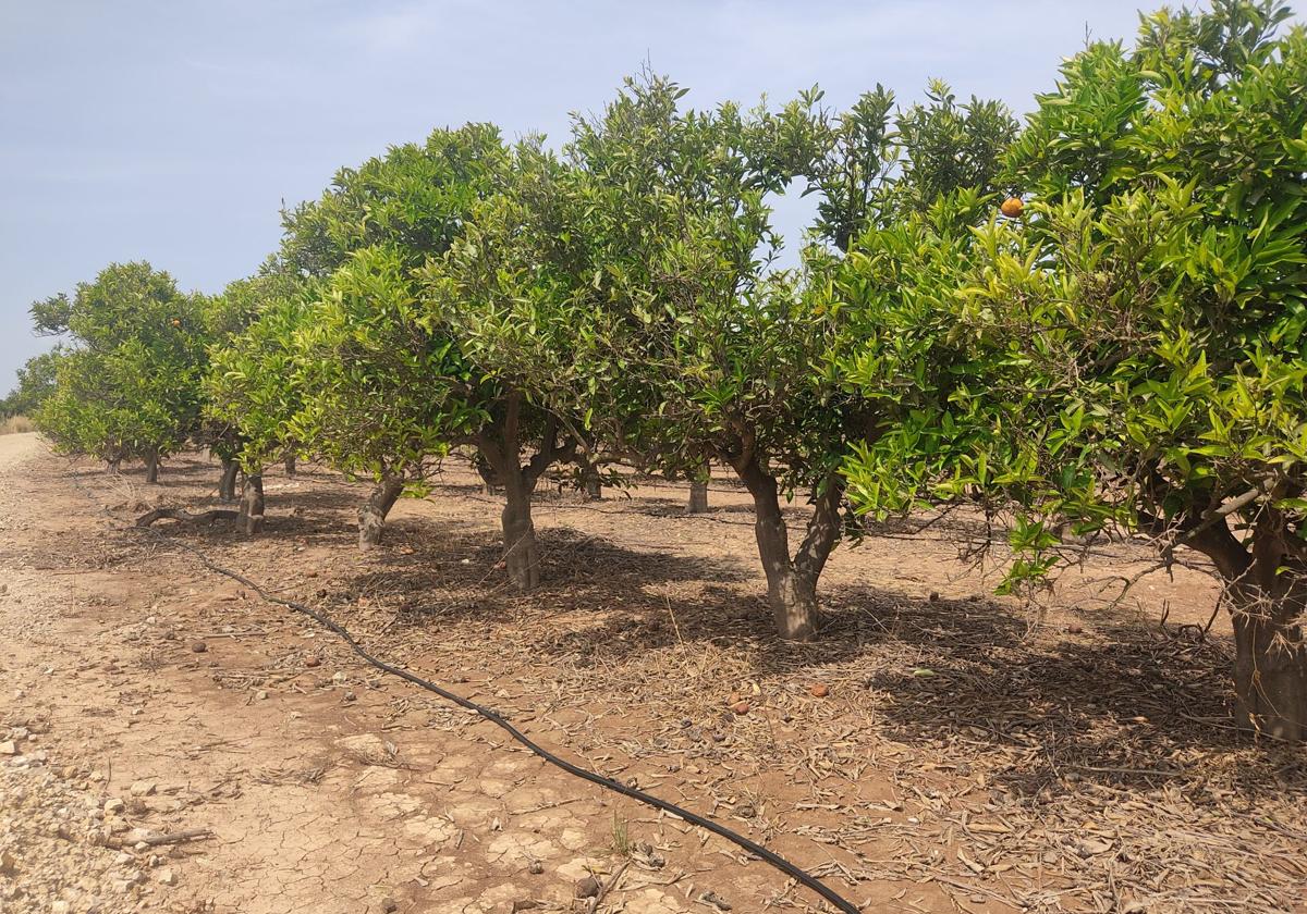 Instalación de riego por goteo en un campo de la Ribera.
