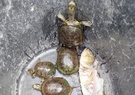 Tortugas censadas en el ullal.