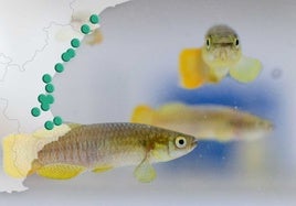 Las especies crecidas en l'Oceanogràfic son devueltas a su hábitat natural.