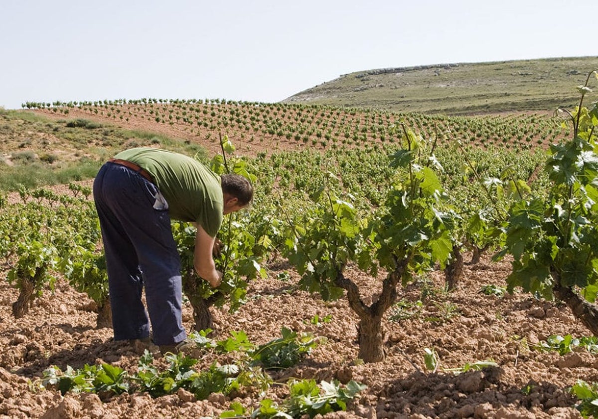 Protos homenajea a los viticultores de anguix con su carroa 2021 | las provincias