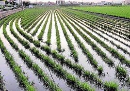 La horchata de chufas dejará de llevar azúcar añadido para contener solo su 4% natural