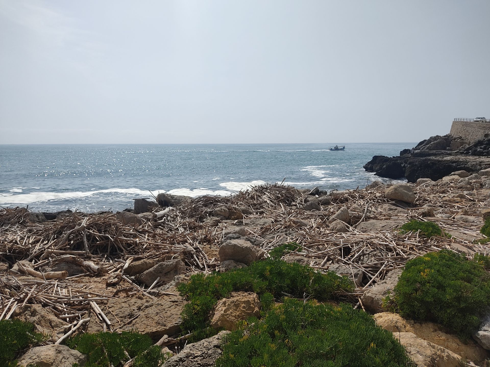 Cañas en la zona de los acantilados en el Faro.