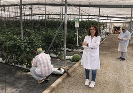 Innovación constante. Corpus Pérez, especialista en control biológico de plagas, en un invernadero de 'Las Palmerillas' con tomates y pimientos, donde se comprueba la eficacia de enemigos naturales, sin emplear pesticidas.