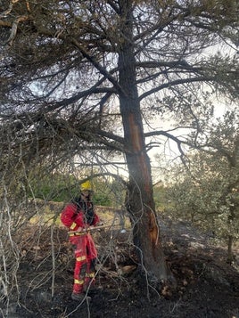 Tronco en el que impactó el rayo que ha provocado el incendio.