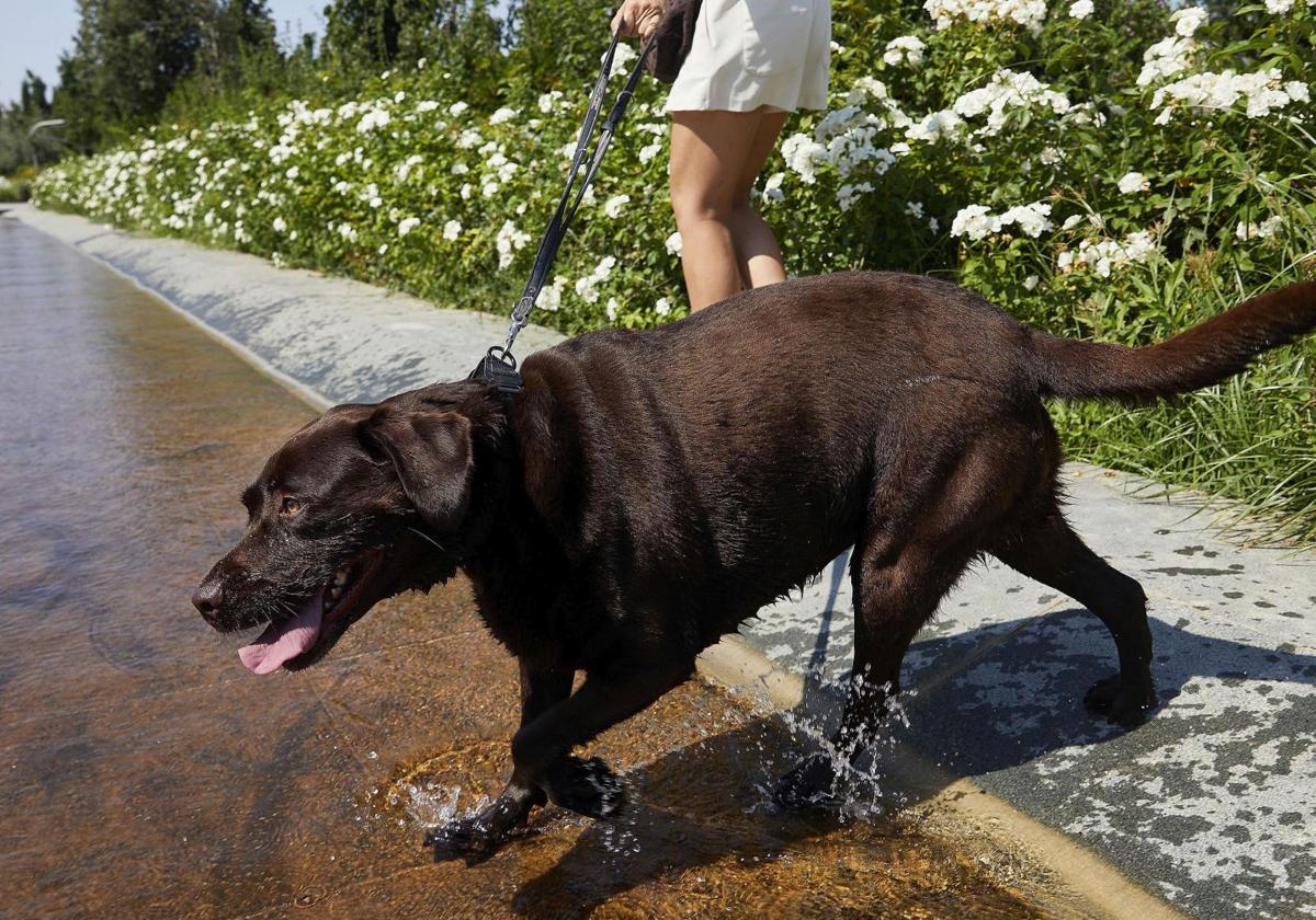 Una mujer refresca a su perro en el parque de Cabecera.