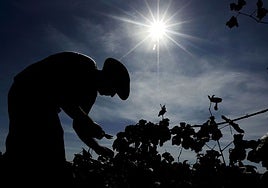 Un trabajador, en un viñedo de Utiel-Requena.