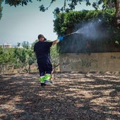 Un operario fumiga un árbol en Torrent.