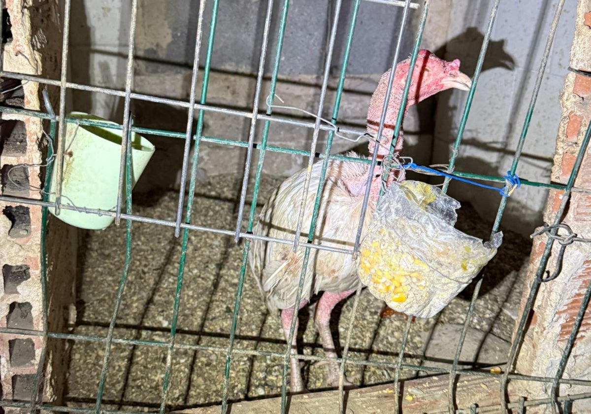 Uno de los animales rescatados por la Policía Local en el barrio de Nazaret.
