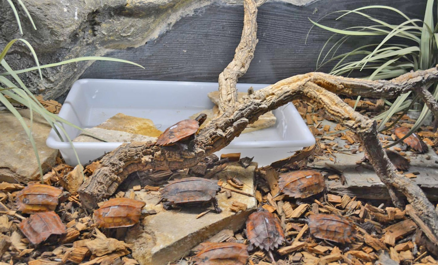Las tortugas interveptadas, que ya están en un terrario de Terra Natura.